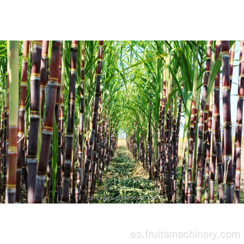 fruta azucarera de caña de azúcar máquina exprimidor